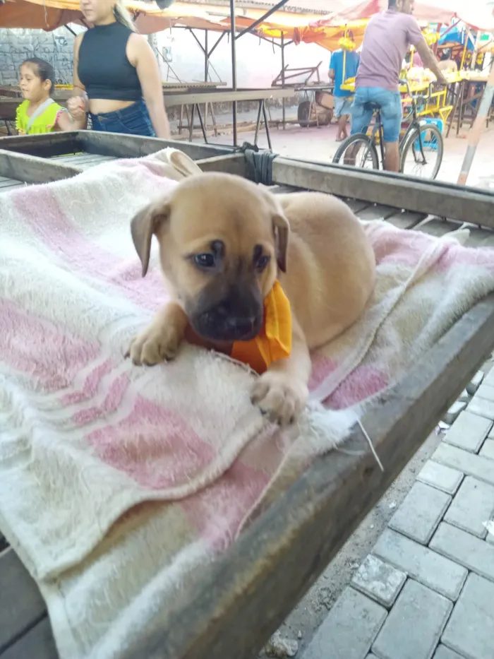Cachorro ra a Raça comum idade 2 a 6 meses nome Roby