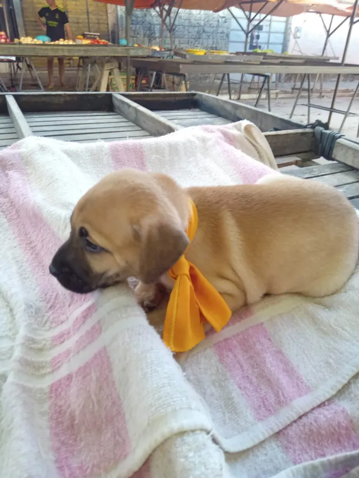 Cachorro ra a Raça comum idade 2 a 6 meses nome Roby