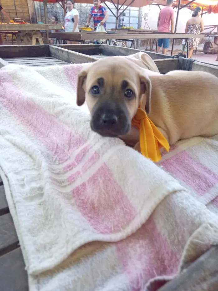Cachorro ra a Raça comum idade 2 a 6 meses nome Roby