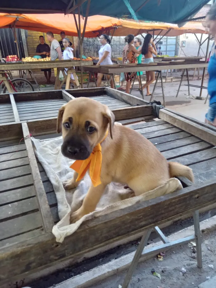 Cachorro ra a Raça comum idade 2 a 6 meses nome Roby