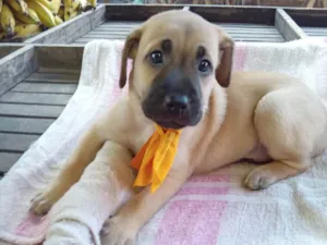 Cachorro raça Raça comum idade 2 a 6 meses nome Roby
