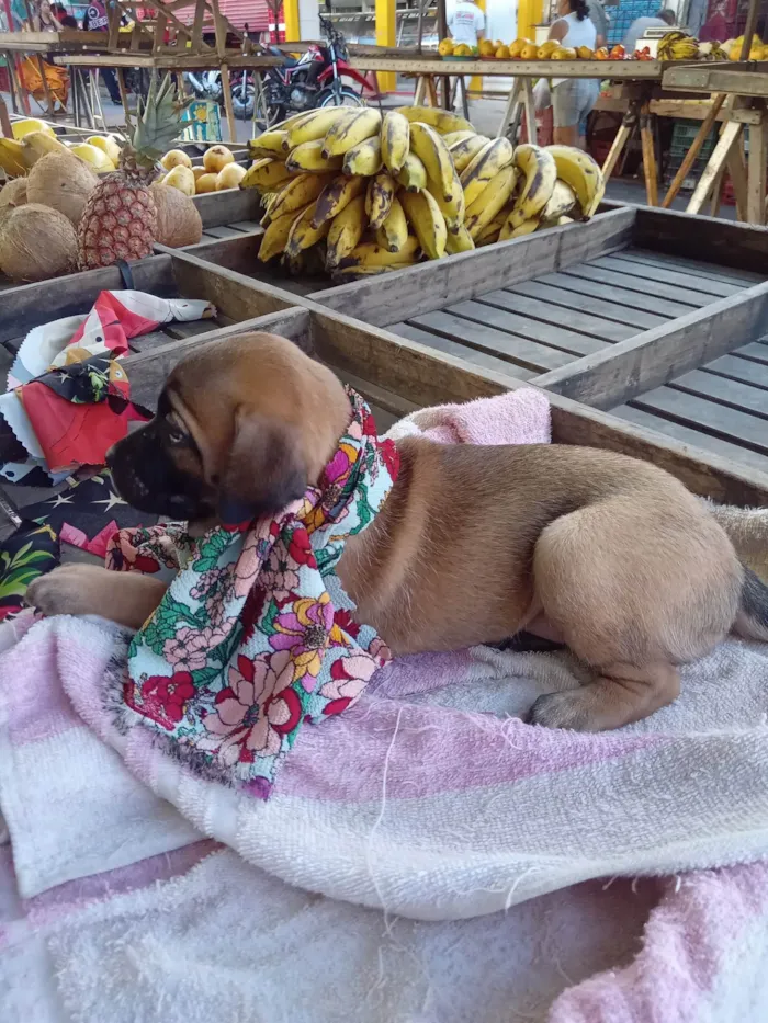 Cachorro ra a Raça  comum  idade 2 a 6 meses nome Lessi