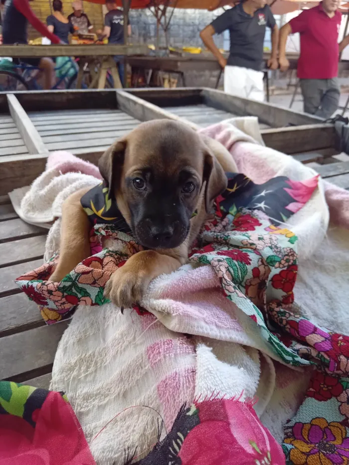 Cachorro ra a Raça  comum  idade 2 a 6 meses nome Lessi