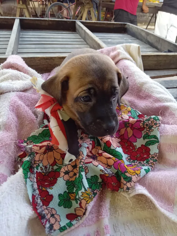 Cachorro ra a Raça  comum  idade 2 a 6 meses nome Lessi