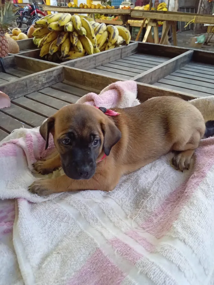 Cachorro ra a Raça  comum  idade 2 a 6 meses nome Lessi