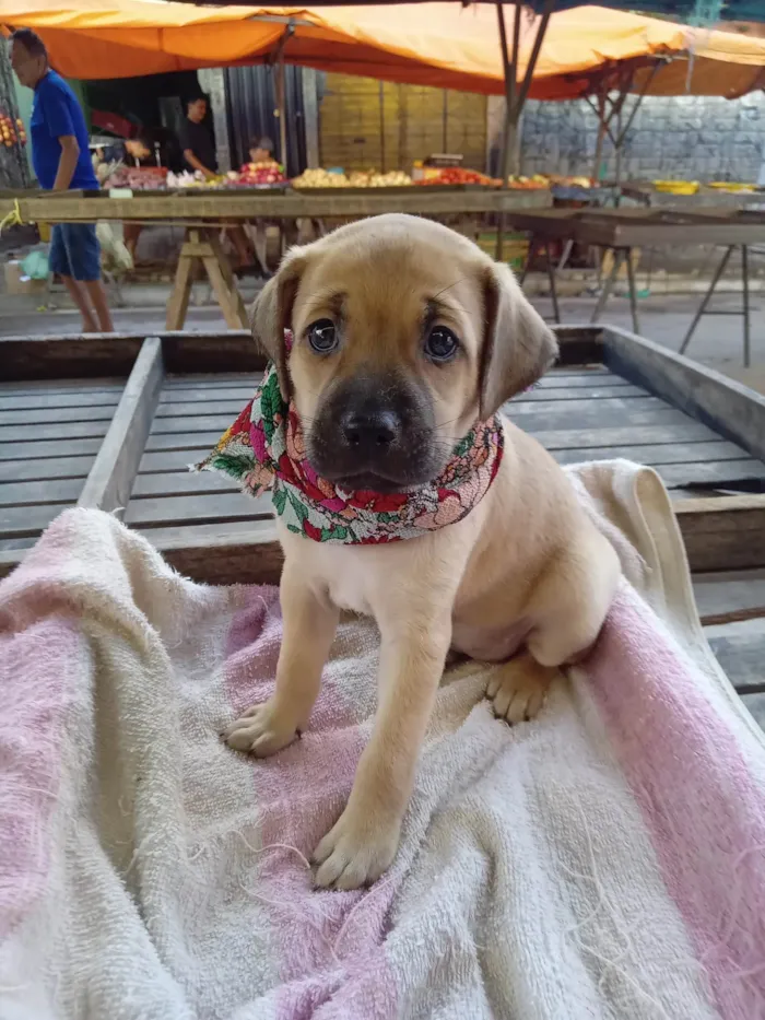 Cachorro ra a Raça  comum  idade 2 a 6 meses nome Lessi