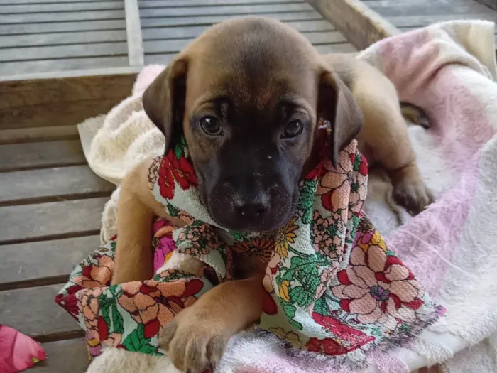 Cachorro ra a Raça  comum  idade 2 a 6 meses nome Lessi