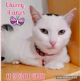 Cherry