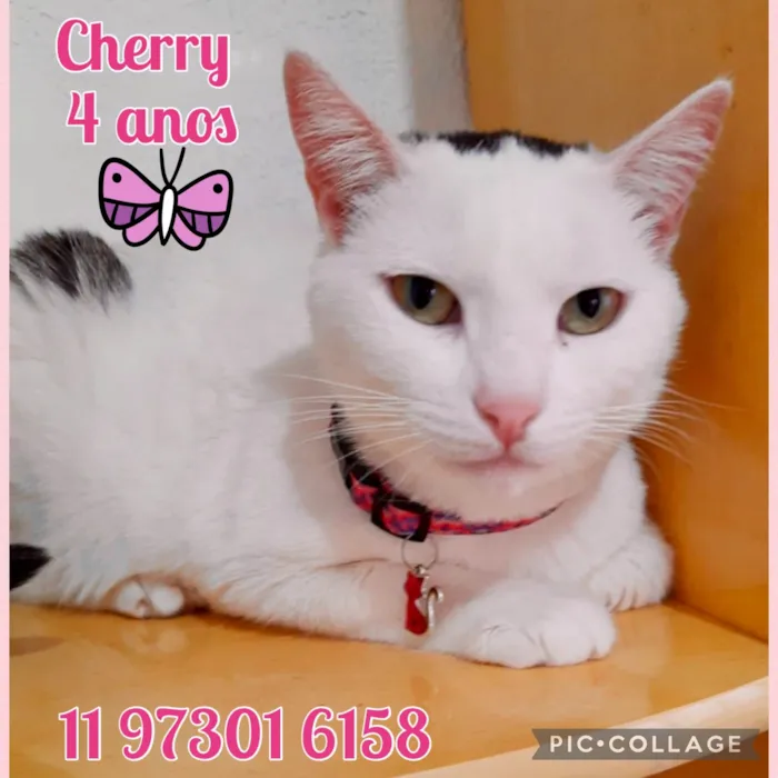 Gato ra a Srd idade 4 anos nome Cherry