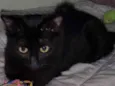 PANTERA