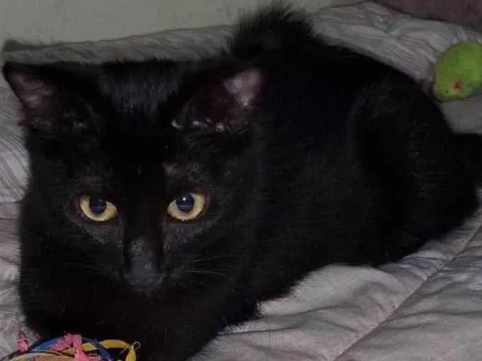 Gato ra a Srd idade 2 a 6 meses nome PANTERA