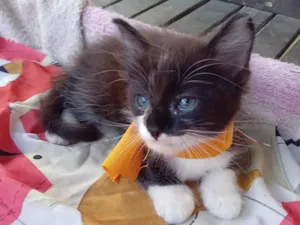 Gato raça Raça peluda idade 2 a 6 meses nome Florzinha 