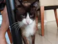 Tácio