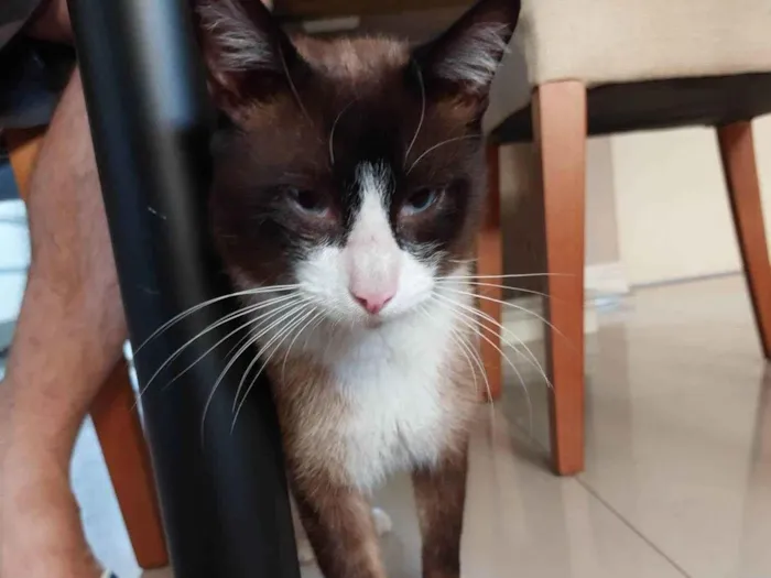 Gato ra a SRD-ViraLata idade 1 ano nome Tácio