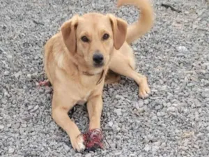 Cachorro raça Srd idade 7 a 11 meses nome BORES
