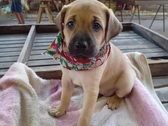 Cachorro ra a Raça  comum  idade 2 a 6 meses nome Lessi