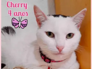 Gato raça Srd idade 4 anos nome Cherry