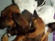 Ruby, Luna, chocolate, flock