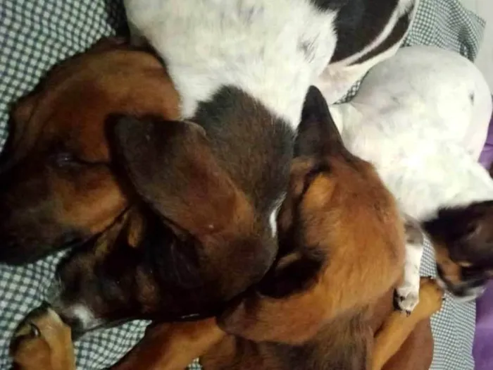 Cachorro ra a SRD-ViraLata idade 2 a 6 meses nome Ruby, Luna, chocolate, flock