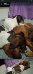 Ruby, Luna, chocolate, flock