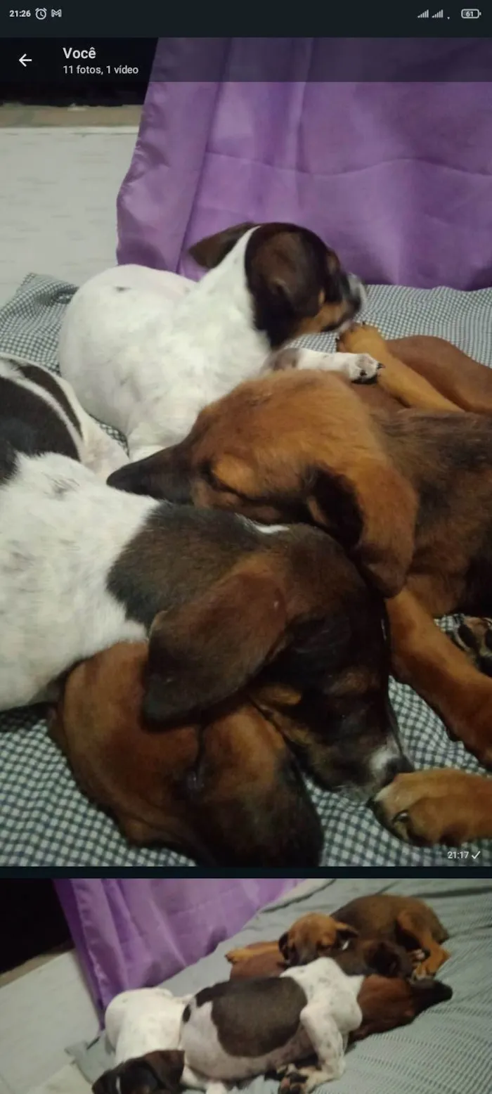 Cachorro ra a SRD-ViraLata idade 2 a 6 meses nome Ruby, Luna, chocolate, flock