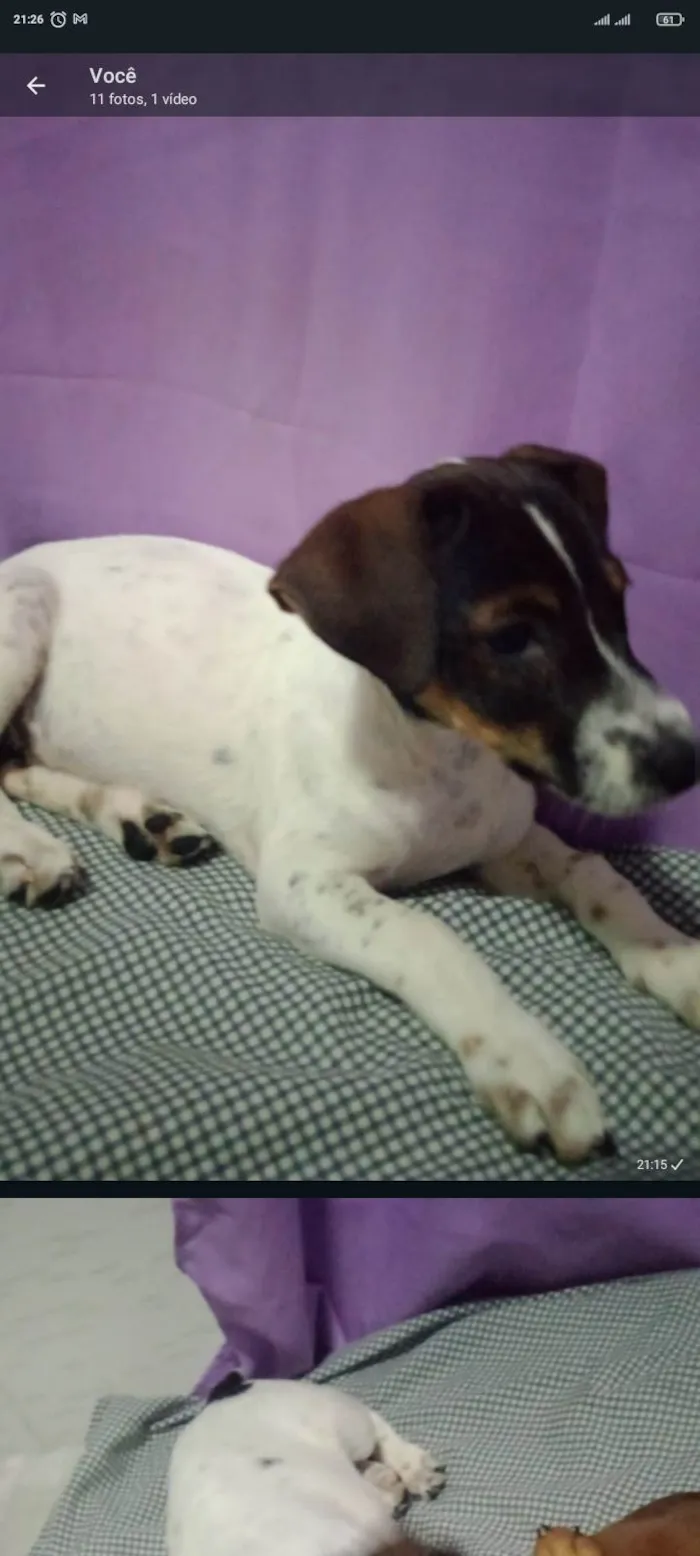 Cachorro ra a SRD-ViraLata idade 2 a 6 meses nome Ruby, Luna, chocolate, flock