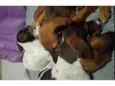 Ruby, Luna, chocolate, flock