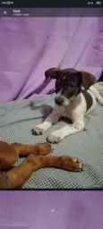 Ruby, Luna, chocolate, flock