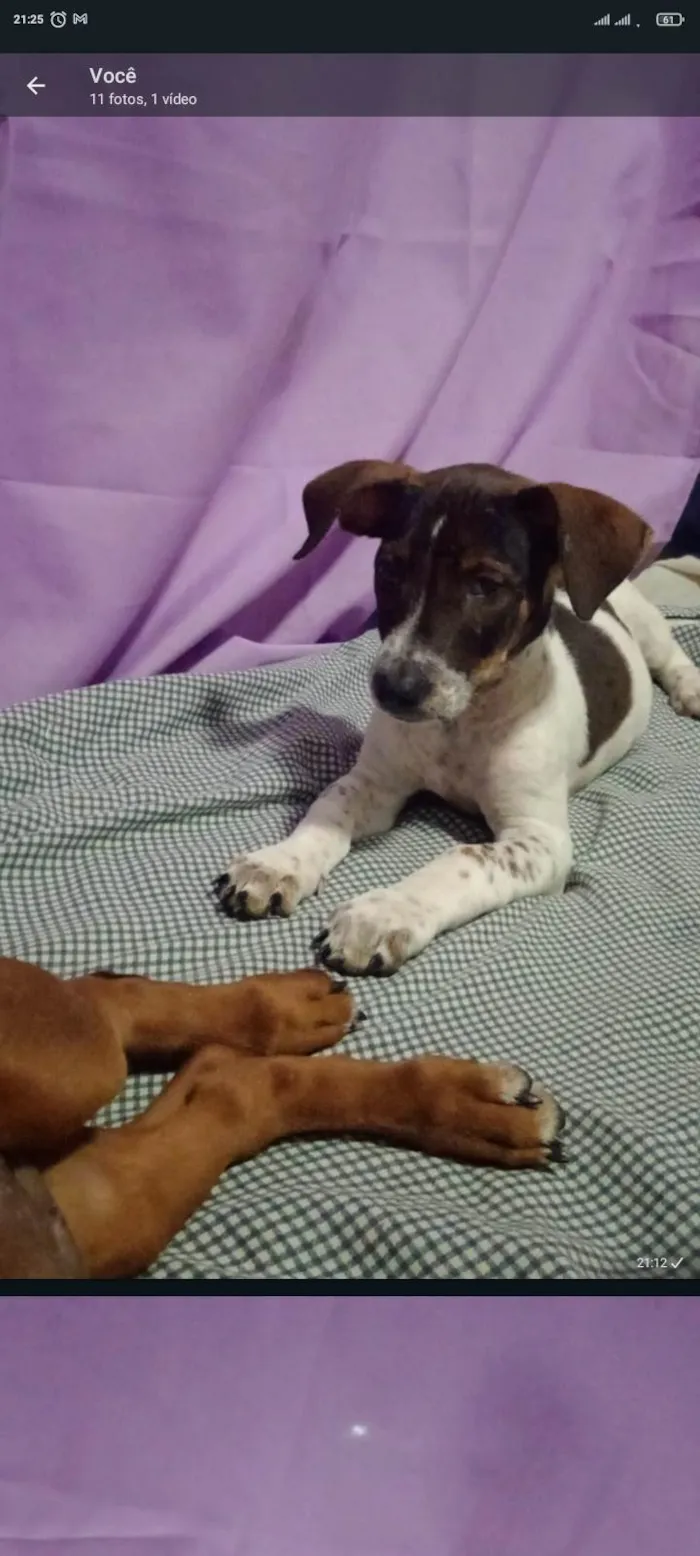 Cachorro ra a SRD-ViraLata idade 2 a 6 meses nome Ruby, Luna, chocolate, flock