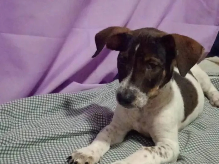 Cachorro ra a SRD-ViraLata idade 2 a 6 meses nome Ruby, Luna, chocolate, flock