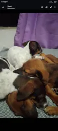 Ruby, Luna, chocolate, flock