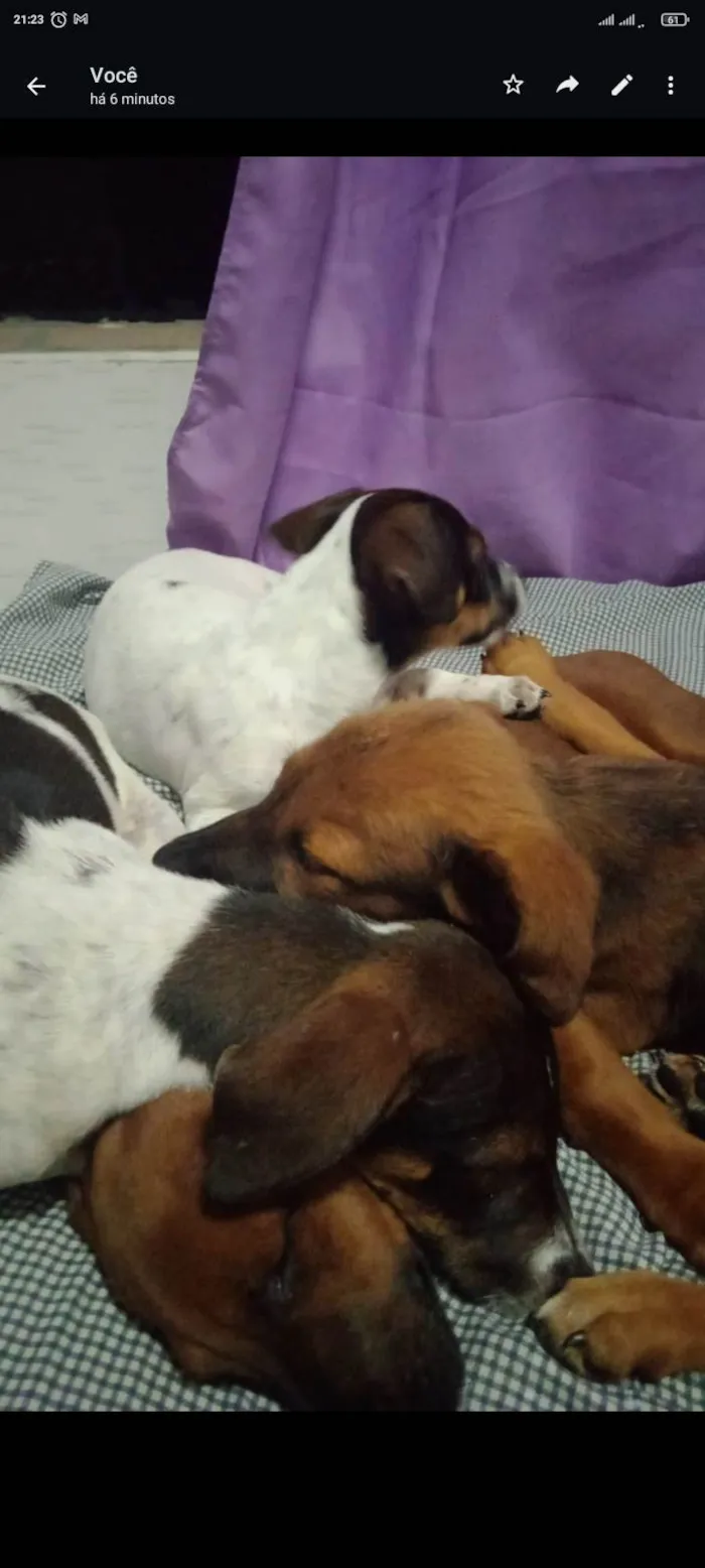 Cachorro ra a SRD-ViraLata idade 2 a 6 meses nome Ruby, Luna, chocolate, flock