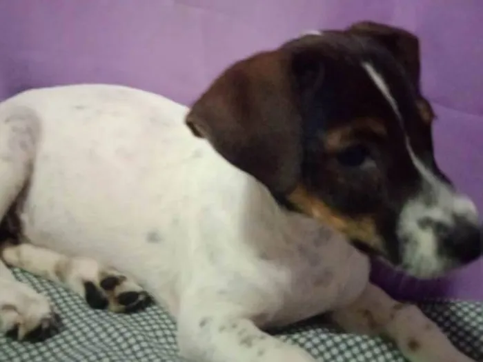 Cachorro ra a SRD-ViraLata idade 2 a 6 meses nome Luna