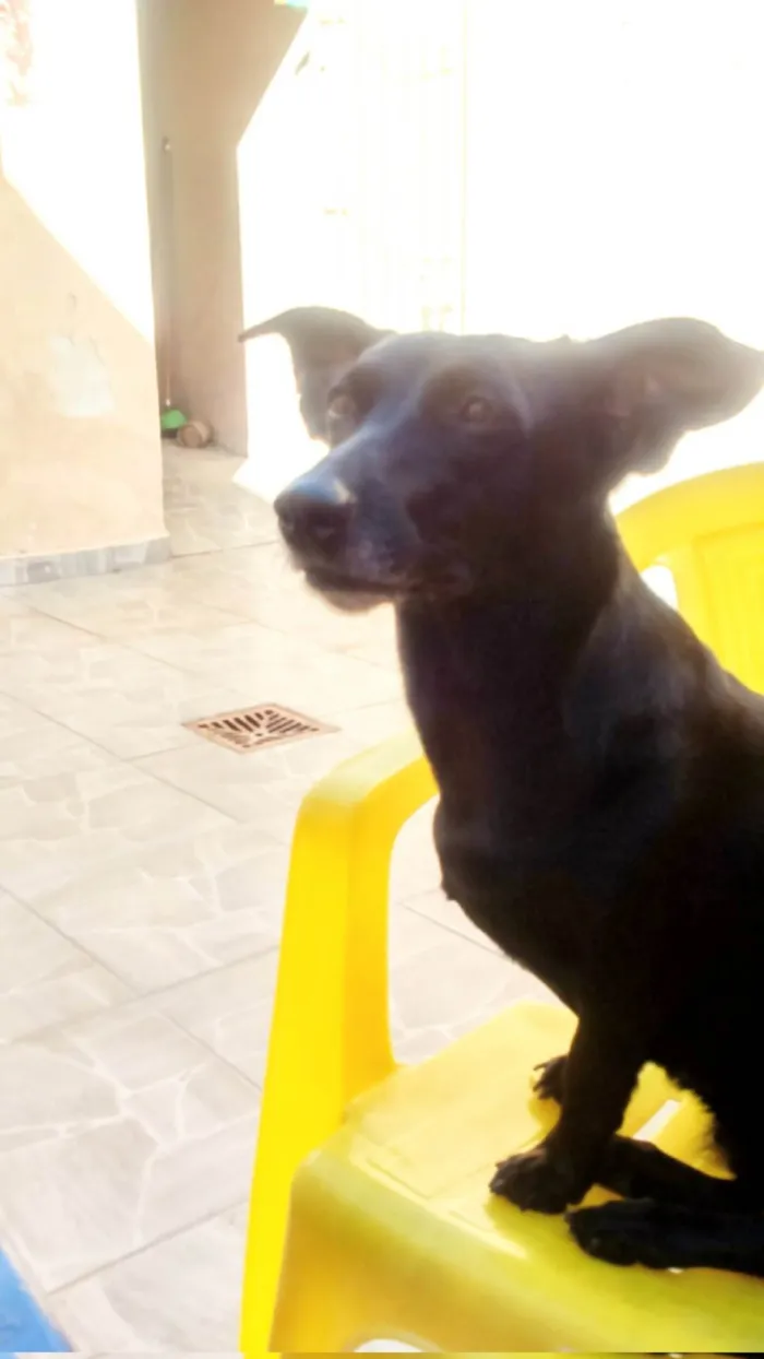 Cachorro ra a SRD-ViraLata idade 6 ou mais anos nome Tiquinha