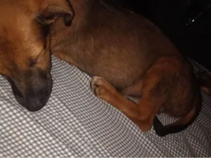 Cachorro raça SRD-ViraLata idade 2 a 6 meses nome Flock