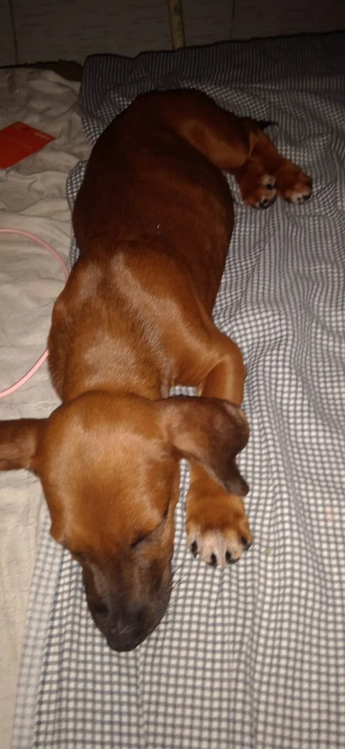 Cachorro ra a SRD-ViraLata idade 2 a 6 meses nome Chocolate 