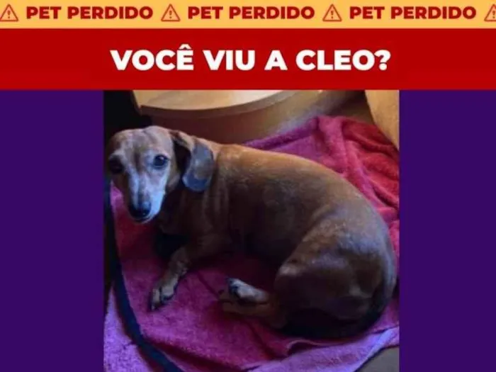 Cachorro ra a Basset idade 6 ou mais anos nome Cleo