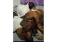 Ruby, Luna, chocolate, flock