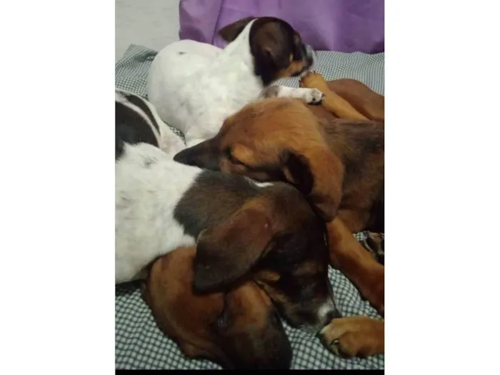 Cachorro ra a SRD-ViraLata idade 2 a 6 meses nome Ruby, Luna, chocolate, flock