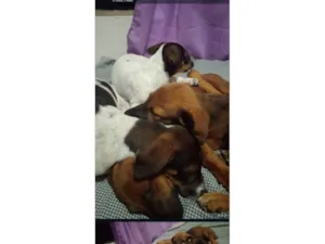 Cachorro raça SRD-ViraLata idade 2 a 6 meses nome Ruby, Luna, chocolate, flock