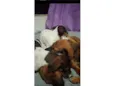 Ruby, Luna, chocolate, flock