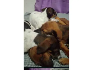 Cachorro raça SRD-ViraLata idade 2 a 6 meses nome Ruby, Luna, chocolate, flock