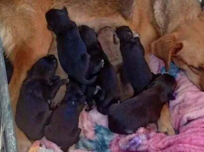 Cachorro raça SRD-ViraLata idade Abaixo de 2 meses nome Procurando um tutor p nos dar um nome! ;) (usar DDD 13 p nos contatar)