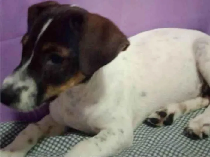 Cachorro ra a SRD-ViraLata idade 2 a 6 meses nome Ruby, Luna, chocolate, flock