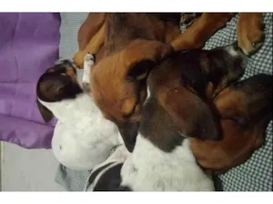 Cachorro raça SRD-ViraLata idade 2 a 6 meses nome Ruby, Luna, chocolate, flock