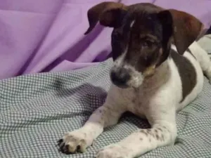 Cachorro raça SRD-ViraLata idade 2 a 6 meses nome Ruby 