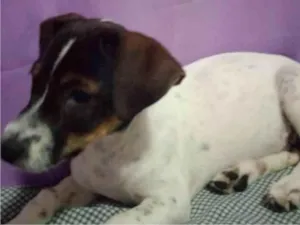 Cachorro raça SRD-ViraLata idade 2 a 6 meses nome Luna