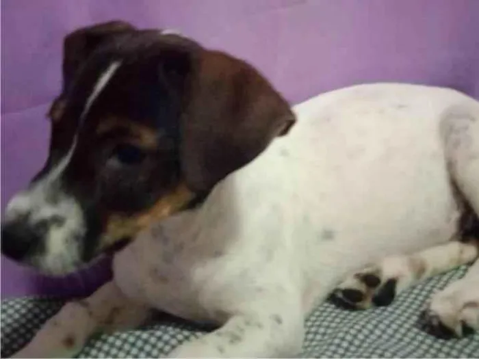 Cachorro ra a SRD-ViraLata idade 2 a 6 meses nome Luna