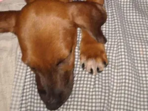 Cachorro raça SRD-ViraLata idade 2 a 6 meses nome Chocolate 