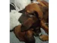 Ruby, Luna, chocolate, flock